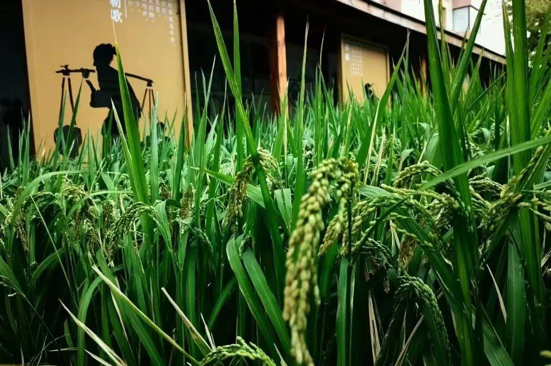 196体育官网春天大脑发展最好的营养剂第一是运动第二个你想不到…(图3)